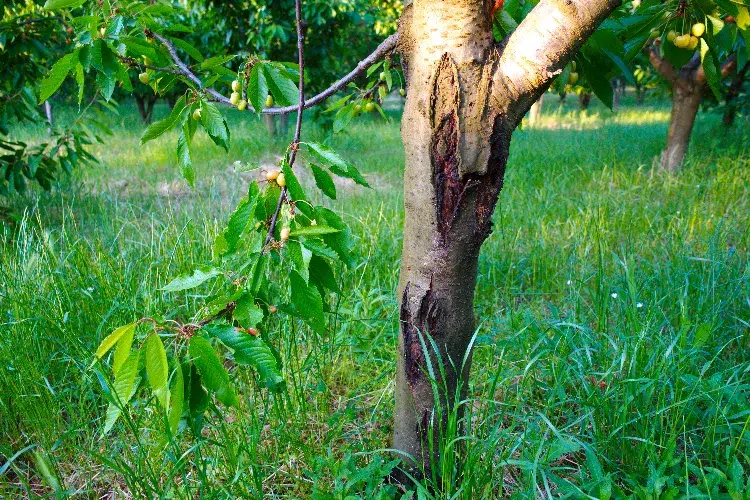 comment cicatriser un arbre fruitier cire mastic argile jardin