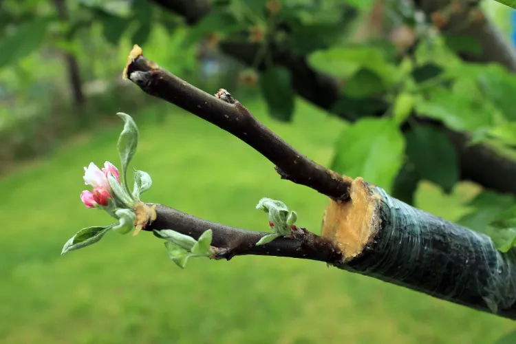 comment cicatriser un arbre fruitier mastic argile propolis cire