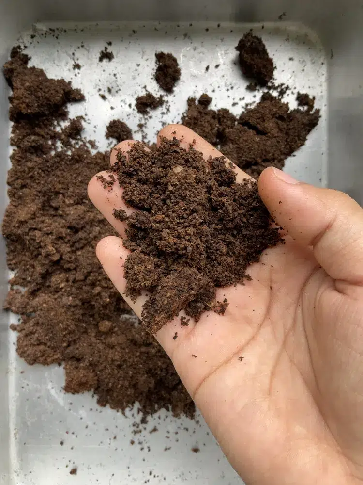 comment conserver le marc de café pour les plantes