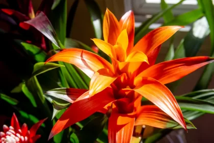 comment couper la fleur fanee du bromelia brunes feuilles arrosage