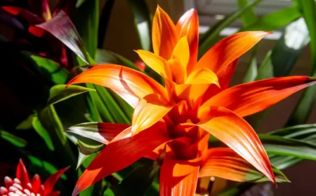 comment couper la fleur fanee du bromelia brunes feuilles arrosage