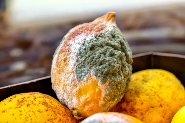 comment éloigner les rats du compost avec du citron moisi
