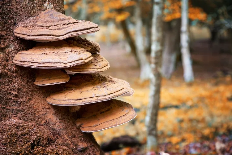 comment enlever les champignons sur les arbres éliminer mécaniquement attentivement déranger façon brutale