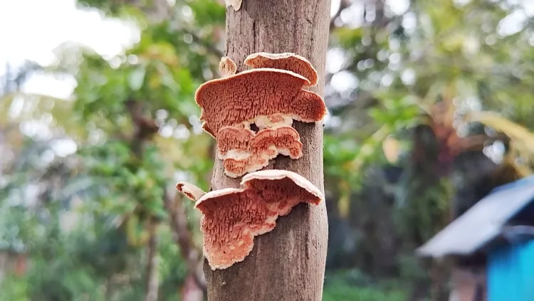 comment enlever les champignons sur les arbres identifier signes alarmants entamer traitement