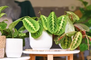 comment entretenir la plante maranta à l’intérieur plante prière feuilles colorées motifs uniques