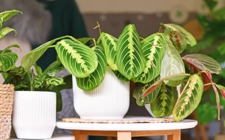 comment entretenir la plante maranta à l’intérieur plante prière feuilles colorées motifs uniques