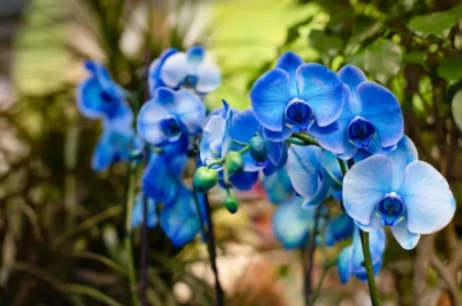 comment entretenir une orchidee bleue bicarbonate de soude arrosage