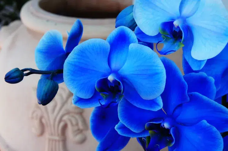 comment entretenir une orchidee bleue bicarbonate de soude pot engrais