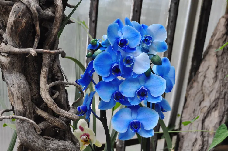 comment entretenir une orchidee bleue bicarbonate de soude pot