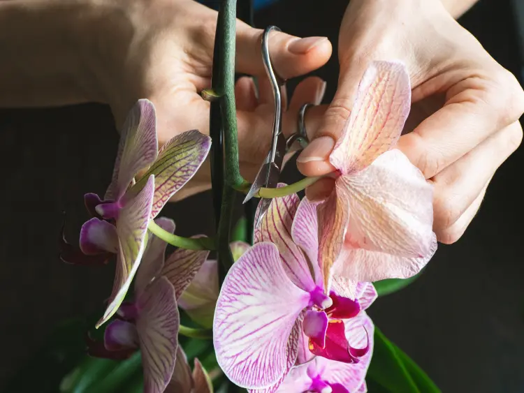 comment entretenir une orchidée qui a fini de fleurir fanée où couper tige