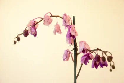 comment entretenir une orchidée qui a fini de fleurir la faire refleurir mert cetinkaya shutterstock