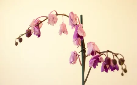 comment entretenir une orchidée qui a fini de fleurir la faire refleurir mert cetinkaya shutterstock