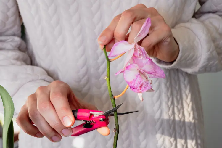 comment entretenir une orchidée qui a fini de fleurir la refleurir engrais arrosage 
