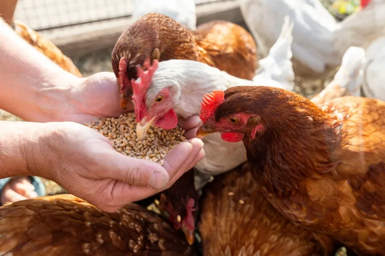 comment éviter la mauvaise odeur des œufs être sûr qualité nourriture poules lire liste ingrédients