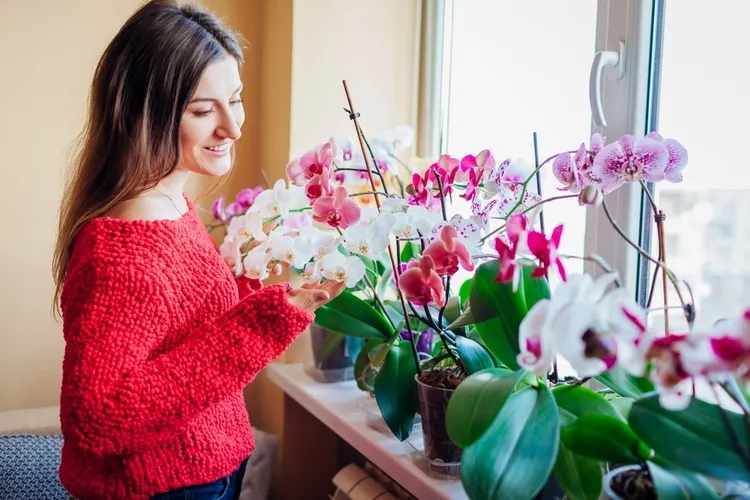 comment faire durer la floraison d'une orchidée
