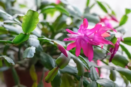 comment faire fleurir un cactus de pâques noël feuilles molles entretien sunny smile shutterstock