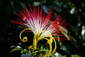 comment faire fleurir un pachira entretien maison rafael goes shutterstock