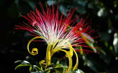 comment faire fleurir un pachira entretien maison rafael goes shutterstock