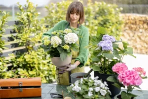comment faire grandir un hortensia meilleur engrais pousse rapide rosshelen shutterstock