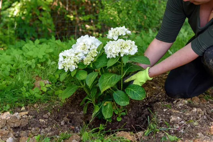 comment faire grandir un hortensia quel engrais cendre de bois marc de café faire pousser rapidement 