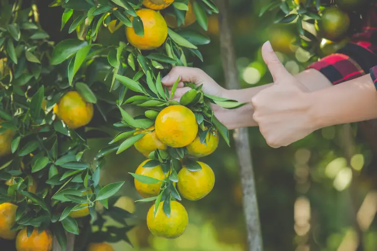 comment faire pour avoir des citrons sur un citronnier astuces booster fructification 