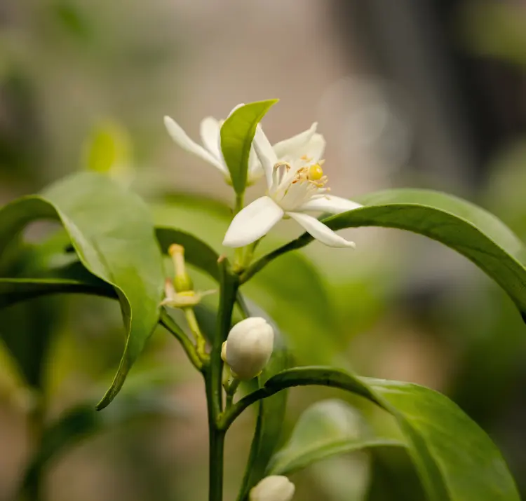 comment faire pour avoir des citrons sur un citronnier engrais arrosage taille entretien 