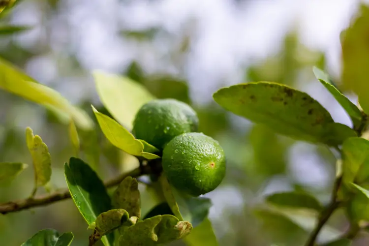 comment faire pour avoir des citrons sur un citronnier pourquoi ne donne pas de fruits que faire 