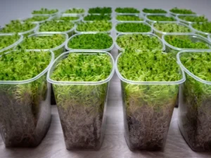 comment faire pousser de la mousse chez soi cultiver intérieur extérieur créer équilibre lumière humidité