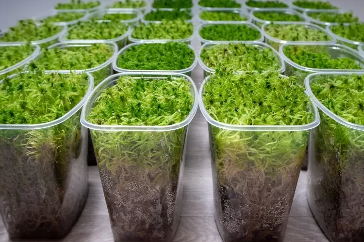 comment faire pousser de la mousse chez soi cultiver intérieur extérieur créer équilibre lumière humidité
