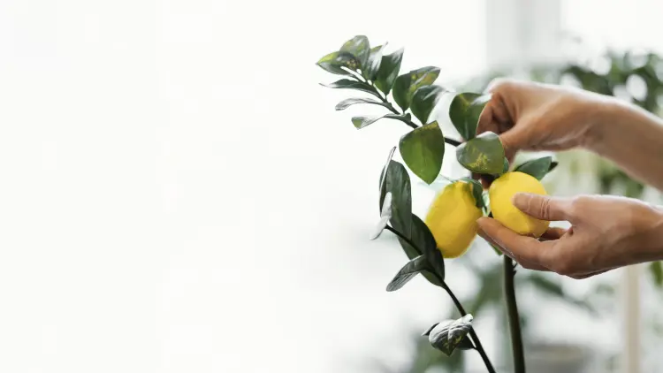 comment faire pousser des citrons sur un citronnier quel engrais quand fertiliser lumière entretien 