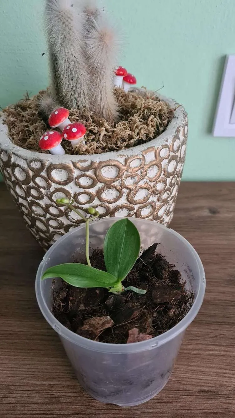 comment faire pousser un keiki orchidée