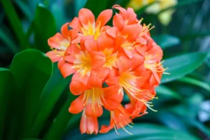 comment faire refleurir un clivia fleurs fanees arrosage fenetre