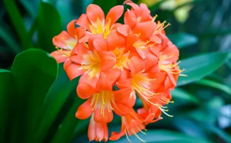 comment faire refleurir un clivia fleurs fanees arrosage fenetre