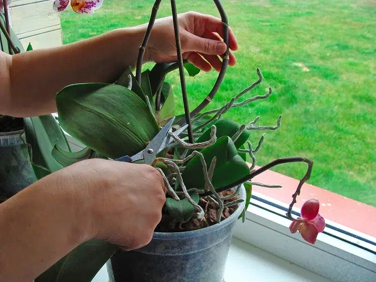 comment faire refleurir une orchidée sans tige