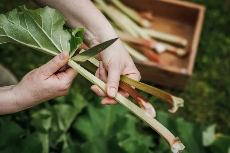 comment forcer la rhubarbe parties comestibles pétioles tiges feuilles toxiques utilisées compost paillage