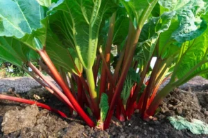 comment fortifier la rhubarbe sortir forçage affaiblie feuilles devenir pâles carence chlorophylle