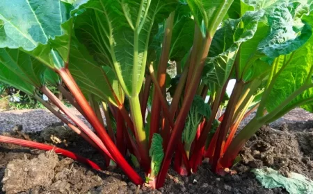 comment fortifier la rhubarbe sortir forçage affaiblie feuilles devenir pâles carence chlorophylle