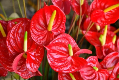 comment garder la couleur rouge de l'anthurium arrosage lumière entretien bloom shutterstock