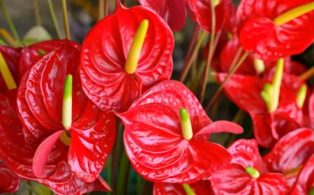 comment garder la couleur rouge de l'anthurium arrosage lumière entretien bloom shutterstock