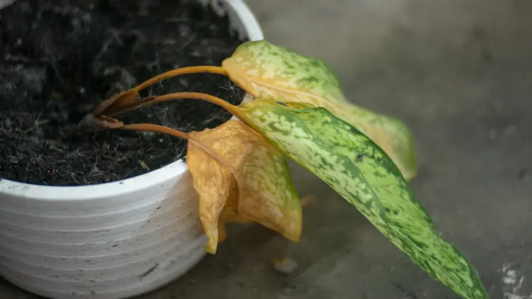 comment nettoyer les feuilles collantes d'une plante recette pourquoi