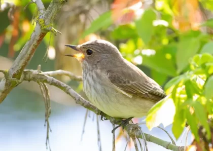 comment nourrir un moucherolle trouver endroits lisières boisées végétation rare espaces ouverts