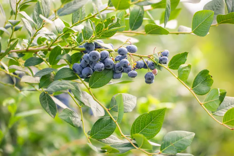 comment planter les framboisiers que planter en janvier jardin potager fruitiers 