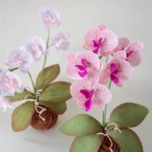 comment pourquoi entretenir son orchidée avec des pommes de terre engrais naturel floraison remede grand mere