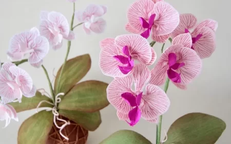 comment pourquoi entretenir son orchidée avec des pommes de terre engrais naturel floraison remede grand mere