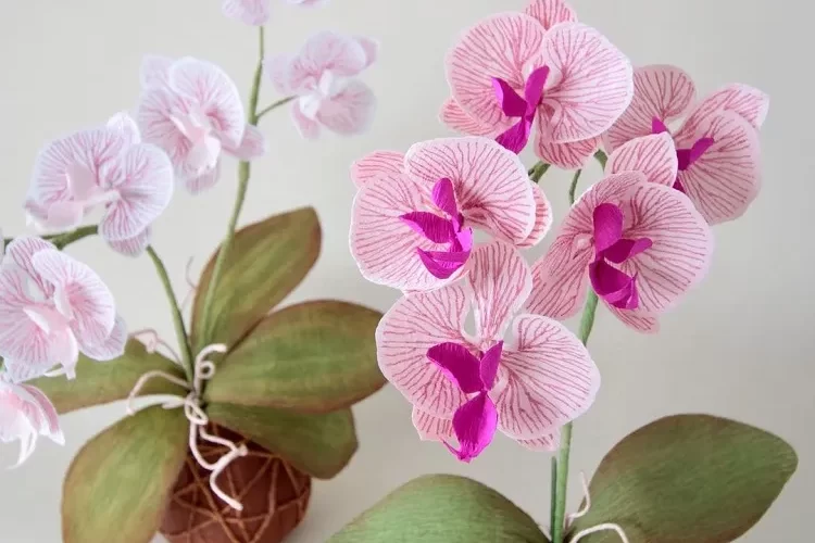 comment pourquoi entretenir son orchidée avec des pommes de terre engrais naturel floraison remede grand mere