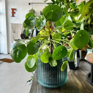 comment prendre soin d'un pilea conseils entretien arrosage bouturage temperature maladie feuilles