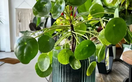 comment prendre soin d'un pilea conseils entretien arrosage bouturage temperature maladie feuilles