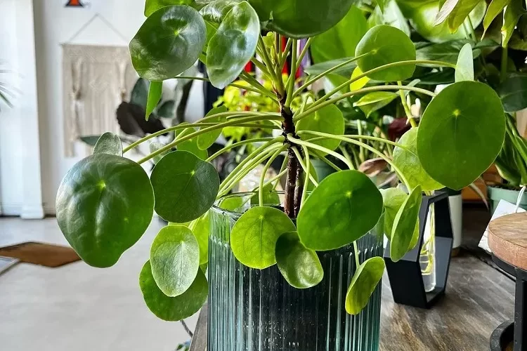 comment prendre soin d'un pilea conseils entretien arrosage bouturage temperature maladie feuilles
