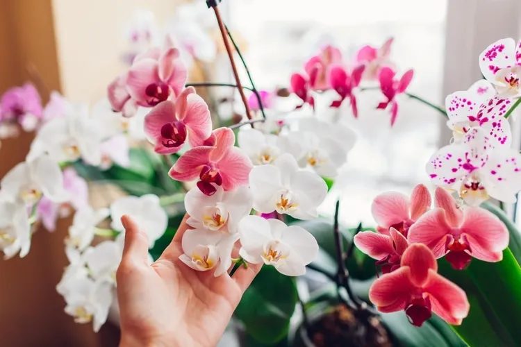 comment prolonger la floraison des orchidées
