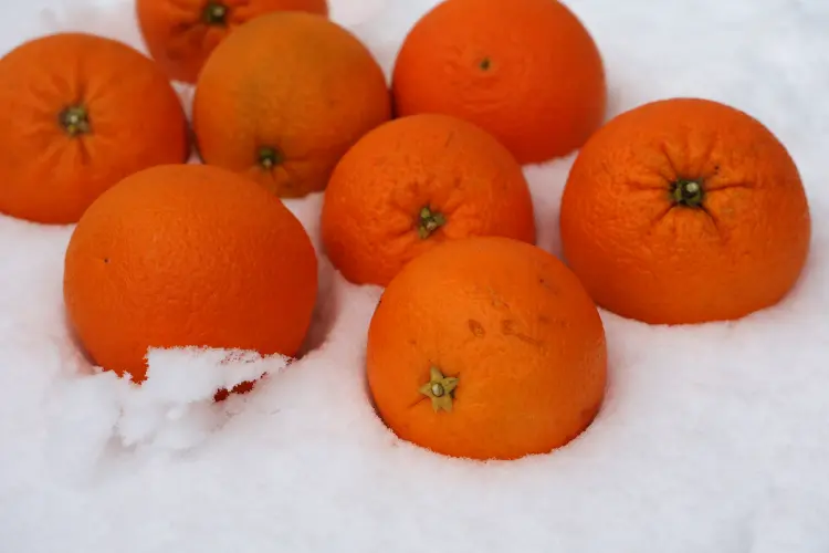 comment protéger les agrumes en hiver quel oranger supporte le mieux le gel 